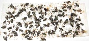 70 pk all insect/fly traps/sticky strips/glue boards. trap flies, bees, wasps, asian beetles, etc.