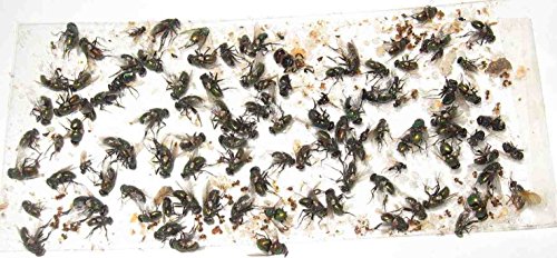 70 pk All Insect/Fly Traps/Sticky Strips/Glue Boards. Trap Flies, Bees, Wasps, Asian Beetles, etc.