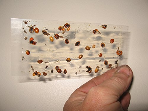 70 pk All Insect/Fly Traps/Sticky Strips/Glue Boards. Trap Flies, Bees, Wasps, Asian Beetles, etc.