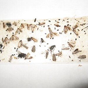 70 pk All Insect/Fly Traps/Sticky Strips/Glue Boards. Trap Flies, Bees, Wasps, Asian Beetles, etc.