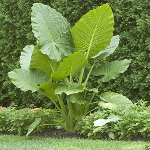 Giant Elephant Ear (3 Bulbs) Colocasia Esculenta - Beautiful Bulbs,tropical