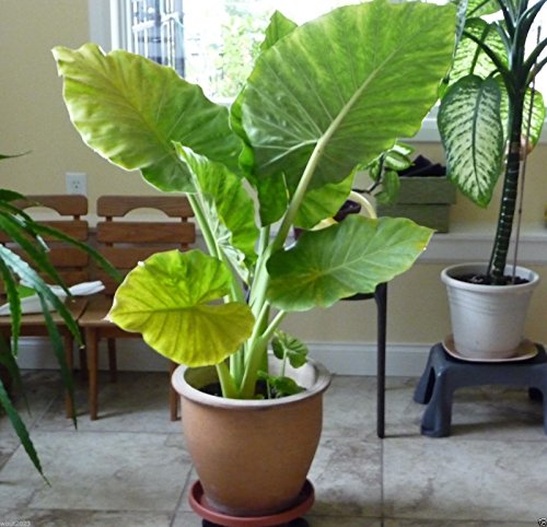 Giant Elephant Ear (3 Bulbs) Colocasia Esculenta - Beautiful Bulbs,tropical