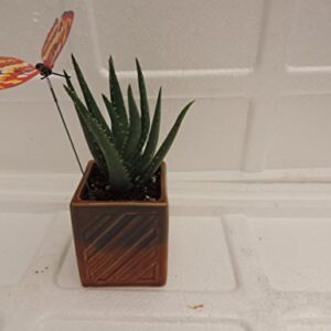 Jmbamboo- Live Aloe Vera - Indoor Bonsai - Butterfly-w/fertilizer Gift Good Plant