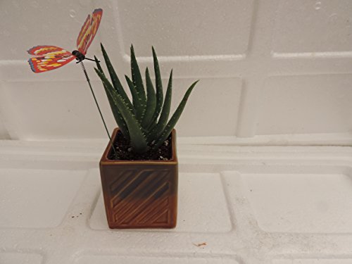 Jmbamboo- Live Aloe Vera - Indoor Bonsai - Butterfly-w/fertilizer Gift Good Plant