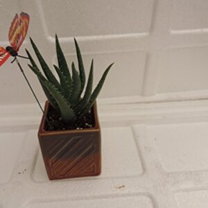 Jmbamboo- Live Aloe Vera - Indoor Bonsai - Butterfly-w/fertilizer Gift Good Plant