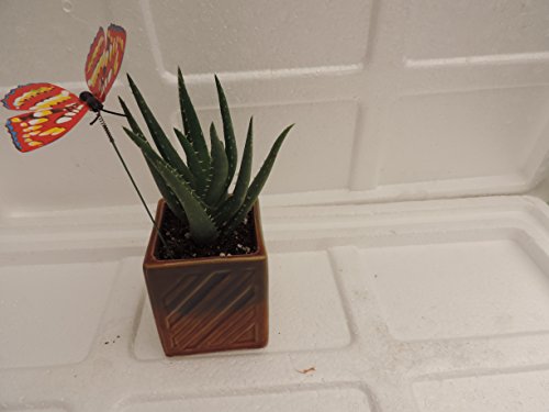 Jmbamboo- Live Aloe Vera - Indoor Bonsai - Butterfly-w/fertilizer Gift Good Plant