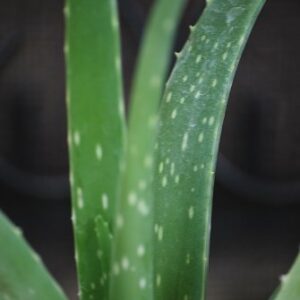 Jmbamboo- Live Aloe Vera - Indoor Bonsai - Butterfly-w/fertilizer Gift Good Plant