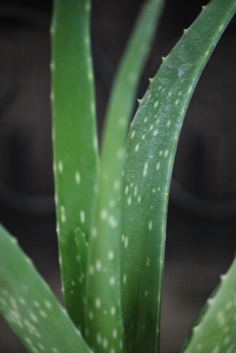 Jmbamboo- Live Aloe Vera - Indoor Bonsai - Butterfly-w/fertilizer Gift Good Plant