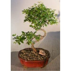 bonsai boy flowering sweet plum- medium curved trunk style sageretia theezans