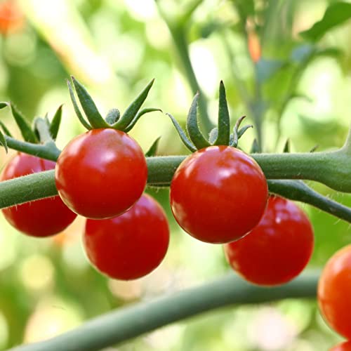 50 Campari Tomato Seeds ,Sweet Juicy, High Sugar Level, Low Acidity!