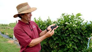 blackberry plants "prime-ark freedom" price includes four (4) plants