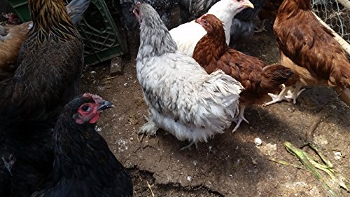 6 Fertile Chicken Hatching Eggs