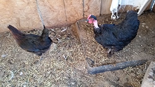 6 Fertile Chicken Hatching Eggs