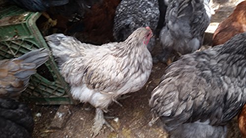 6 Fertile Chicken Hatching Eggs