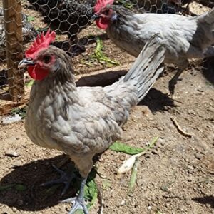 6 Fertile Chicken Hatching Eggs