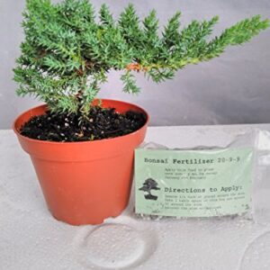 Japanese Juniper Bonsai Starter Tree - 4" pot - Juniperus procumbens 'Nana'+Bonsai Fertilizer Slow Release By-jmbamboo