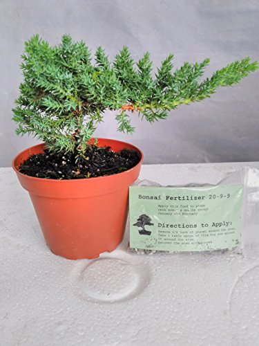 Japanese Juniper Bonsai Starter Tree - 4" pot - Juniperus procumbens 'Nana'+Bonsai Fertilizer Slow Release By-jmbamboo