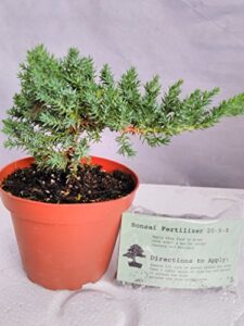 japanese juniper bonsai starter tree - 4" pot - juniperus procumbens 'nana'+bonsai fertilizer slow release by-jmbamboo