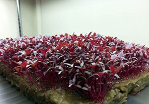 25,000+ microgreens seeds- red amaranth