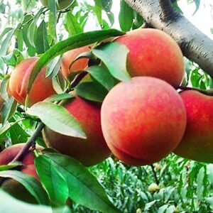 10 seeds dwarf peach fruit tree indoor/outdoor