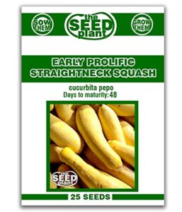early prolific straightneck squash seeds - 25 seeds non-gmo