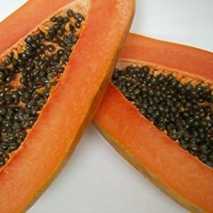 Maradol Papaya Tree Seeds! Delicious Sweet Fruit! Comb