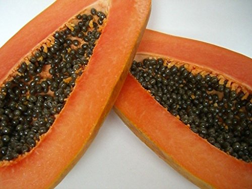 Maradol Papaya Tree Seeds! Delicious Sweet Fruit! Comb