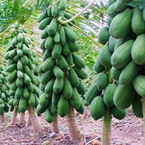 Maradol Papaya Tree Seeds! Delicious Sweet Fruit! Comb