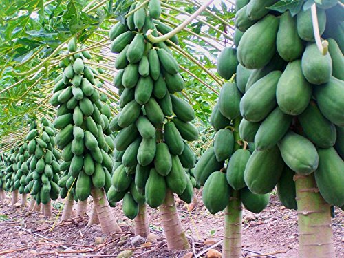 Maradol Papaya Tree Seeds! Delicious Sweet Fruit! Comb