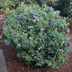 blueberry plants "top hat" includes (4) four plants