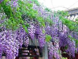 15pcs/lot purple chinese wisteria vine seed garden potted flower