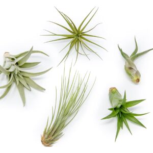 5 Pack of Classic Air Plants Variety - Live Succulent House Plants - Available in Wholesale and Bulk - Home and Garden Decor - Easy Care Indoor and Outdoor Plants