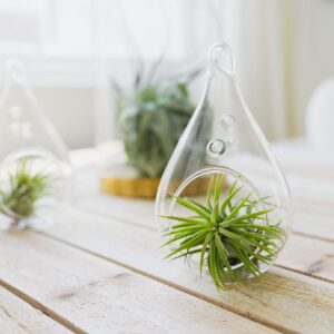 5 Pack of Classic Air Plants Variety - Live Succulent House Plants - Available in Wholesale and Bulk - Home and Garden Decor - Easy Care Indoor and Outdoor Plants