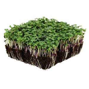basic salad mix microgreens seeds | non-gmo micro green seed blend | broccoli, kale, kohlrabi, cabbage, arugula, & more (1 pound)