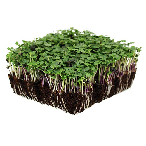 Basic Salad Mix Microgreens Seeds | Non-GMO Micro Green Seed Blend | Broccoli, Kale, Kohlrabi, Cabbage, Arugula, & More (1 Pound)