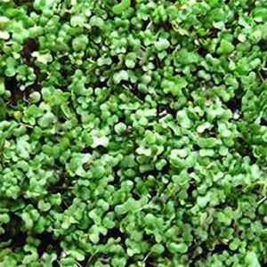 Basic Salad Mix Microgreens Seeds | Non-GMO Micro Green Seed Blend | Broccoli, Kale, Kohlrabi, Cabbage, Arugula, & More (1 Pound)