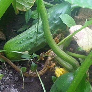 Cucumber, National Pickling Cucumber Seed, Heirloom,25 Seeds, Great for Pickling