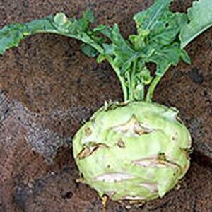 Kohlrabi Seed, Early White Vienna, Heirloom, Non GMO, 25 Seeds,