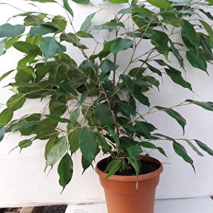 Jmbamboo- 6'' pot Weeping Fig Tree - Ficus Benjamina - Easy to Grow