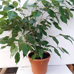 Jmbamboo- 6'' pot Weeping Fig Tree - Ficus Benjamina - Easy to Grow