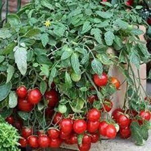 tomato, sweet large cherry tomato seeds, heirloom,20 seeds, tasty, great for salads
