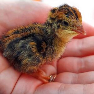 12 Fertile Coturnix Quail Hatching Eggs