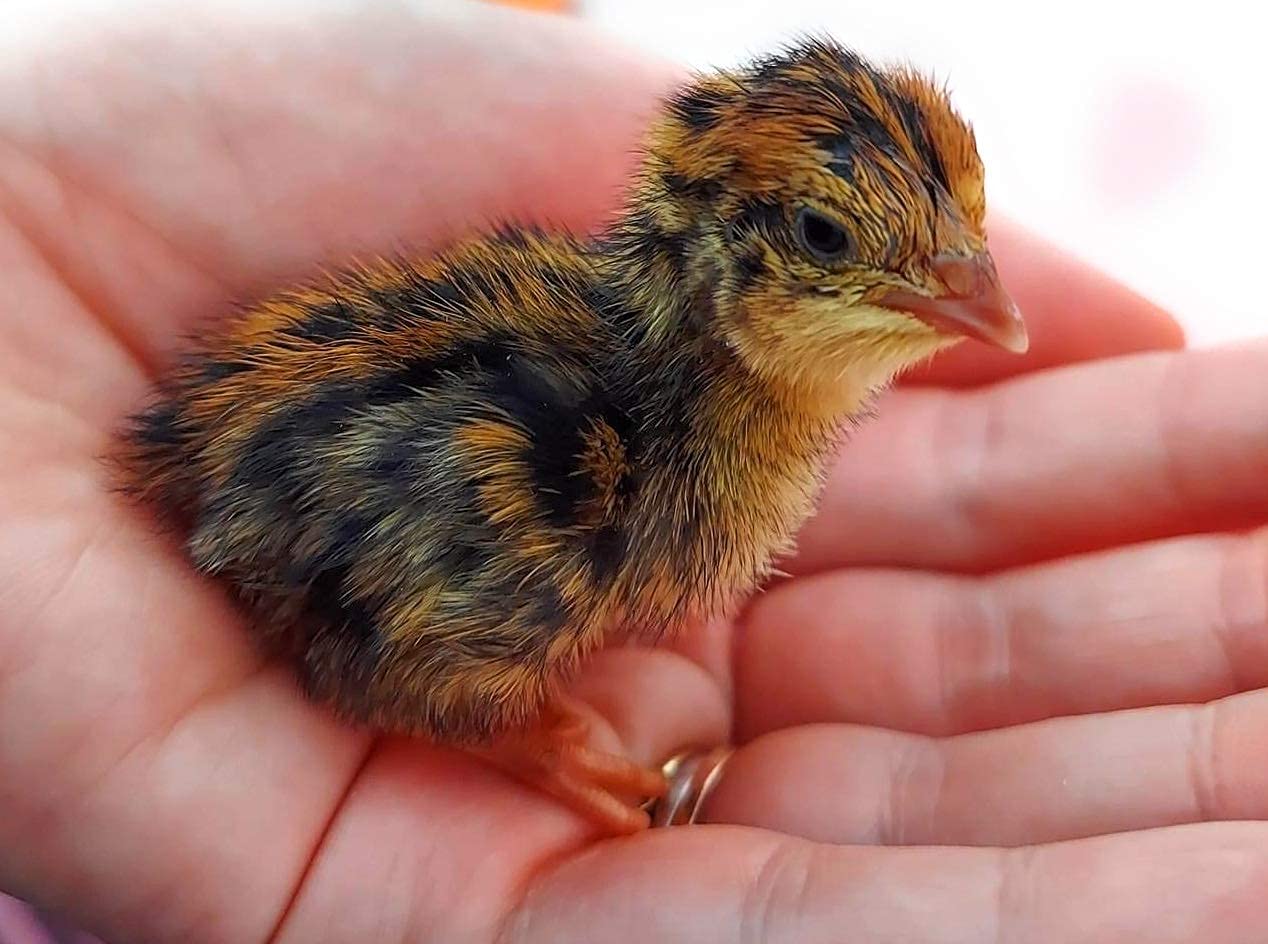 12 Fertile Coturnix Quail Hatching Eggs