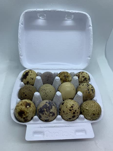 12 Fertile Coturnix Quail Hatching Eggs