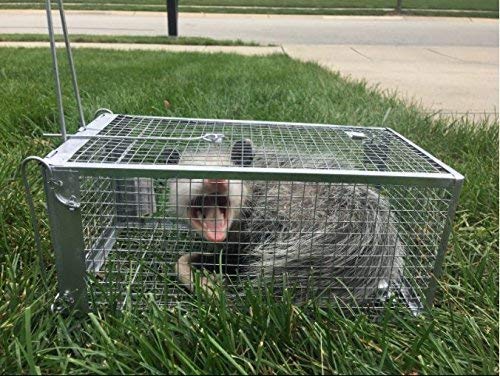 AB Traps Quality Live Animal Humane Trap Catch and Release Rats Mouse Mice Rodents Cage - Voles Squirrel and Similar Sized Pets Safe and Effective | Size Small