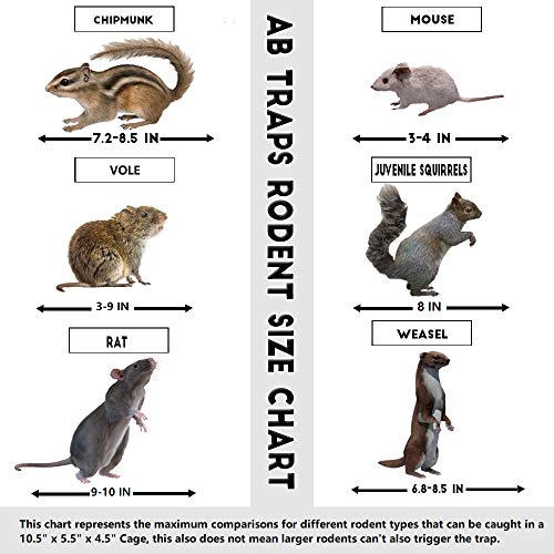 AB Traps Quality Live Animal Humane Trap Catch and Release Rats Mouse Mice Rodents Cage - Voles Squirrel and Similar Sized Pets Safe and Effective | Size Small