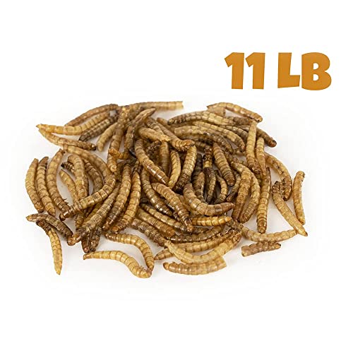 MBTP Bulk Dried Mealworms - Treats for Chickens & Wild Birds (11 Lbs)