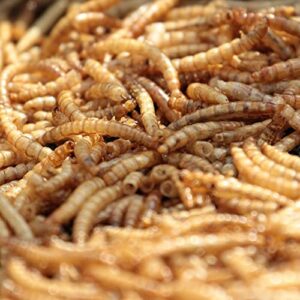 MBTP Bulk Dried Mealworms - Treats for Chickens & Wild Birds (11 Lbs)