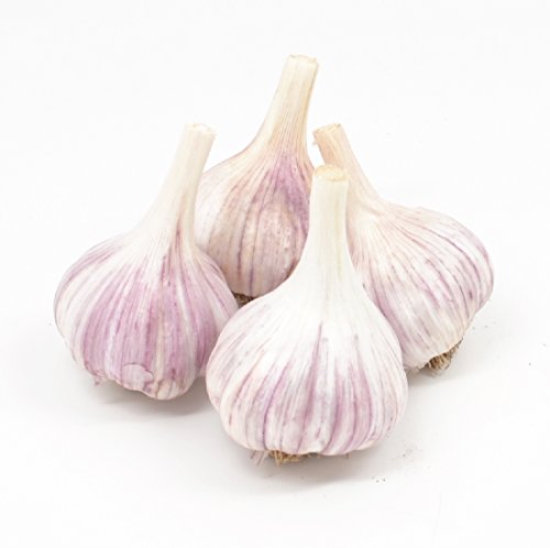 Gourmet Chesnok Red Garlic Bulbs Hard Neck - 4 Bulbs - Garlic To Plant For Fall Planting - Non-GMO Organic Grown