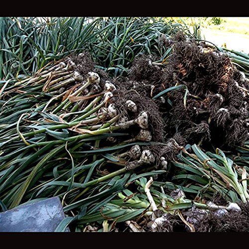 Gourmet Chesnok Red Garlic Bulbs Hard Neck - 4 Bulbs - Garlic To Plant For Fall Planting - Non-GMO Organic Grown